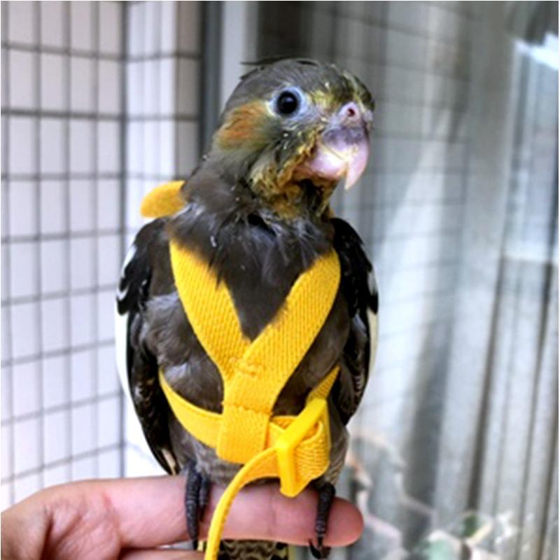 Pet Bird Harness Adjustable Parrot Harness Anti-bite Outdoor Training Flying Rope for Budgerigar Lovebird Cockatiel