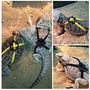 Adjustable Reptile Lizard Harness Leash Training Walking Rope Pet Leash Anti-Bite Harness Leash Pet Collar Chest Strap Lizard