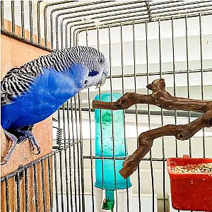 Pet Standing Stick Wild Grape Wood Pole Parrot Cockatiel Parakeet Station Board Bite Claw Grinding Toy Bird Cage Accessories