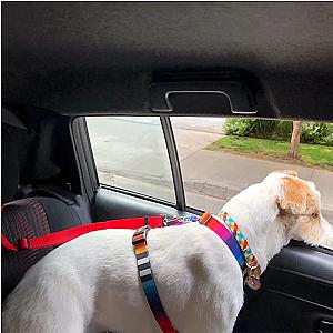 Solid Color Two-in-one Pet Car Seat Belt Nylon Lead Leash Backseat Safety Belt Adjustable Dogs Harness Collar Pet Accessories